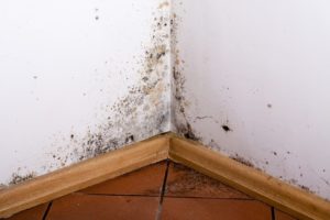 Where Does Black Mold Grow in a House? - North Arundel Contracting